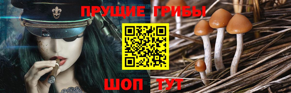 Псилоцибиновые грибы GOLDEN TEACHER Михайловка